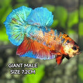 Multicolor Metalic Green JUMBO GIANT HMPK Betta Fish Male