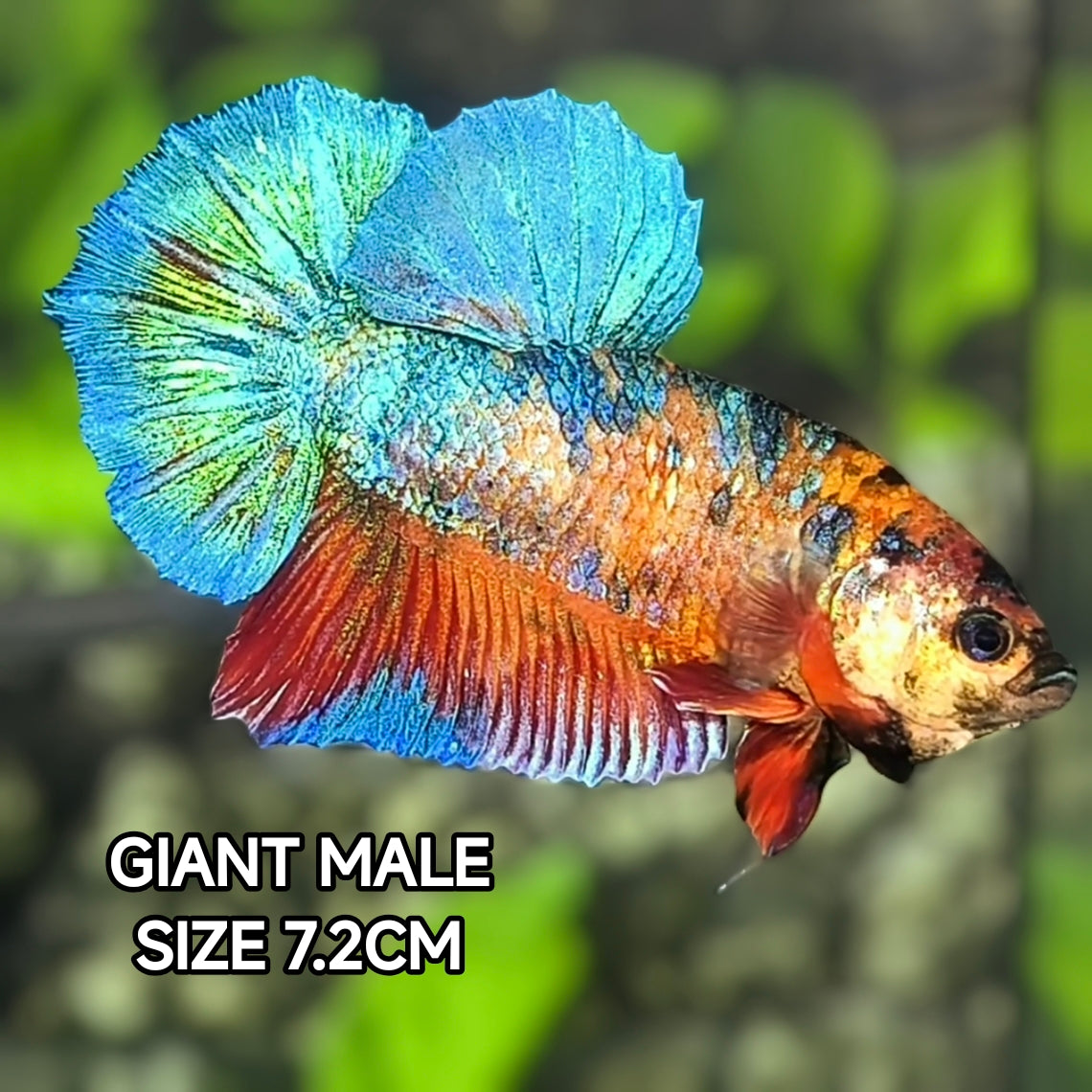 Multicolor Metalic Green JUMBO GIANT HMPK Betta Fish Male