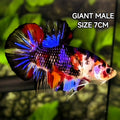 Multicolor Black Koi Purple Galaxy JUMBO GIANT HMPK Betta Fish Male