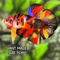 Multicolor Koi Tiger JUMBO GIANT HMPK Male