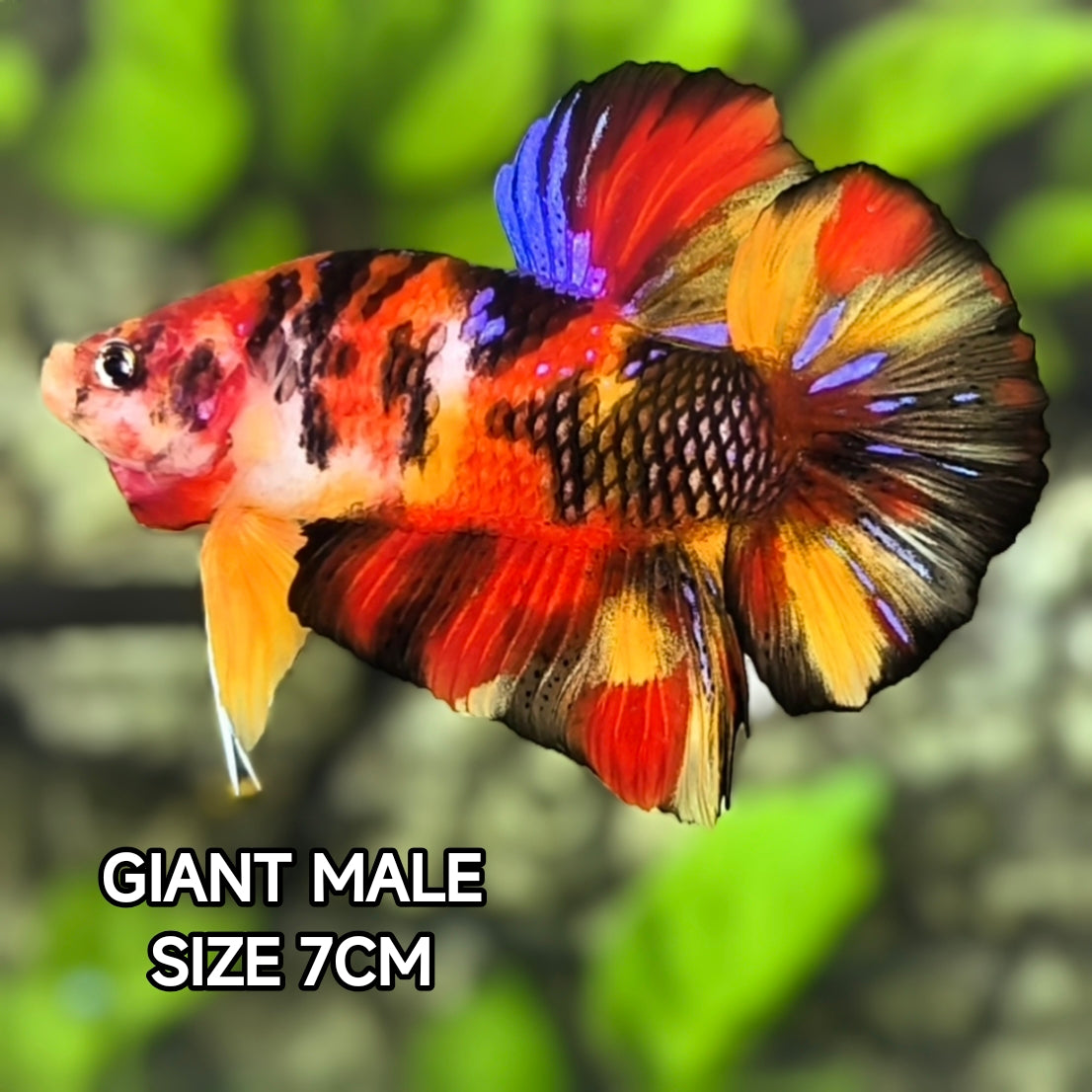 Multicolor Koi Tiger JUMBO GIANT HMPK Male