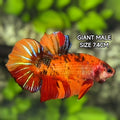 Nemo Koi JUMBO GIANT HMPK Betta Fish Male