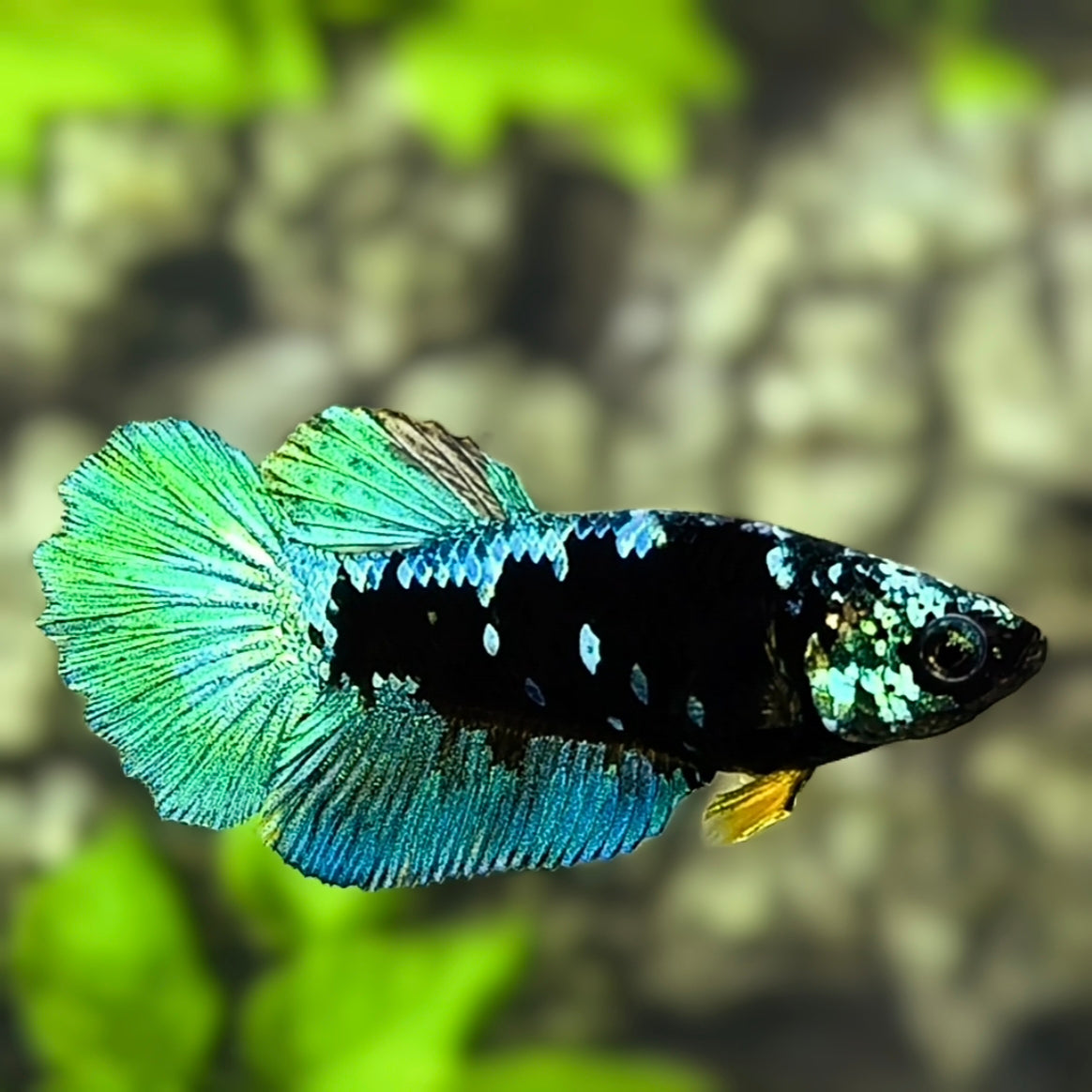 Avatar Blackstar Green Halfmoon Betta Fish Female For Sorority / Breed