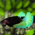 Green Black Light HMPK Betta Fish Female For Sorority / Breed