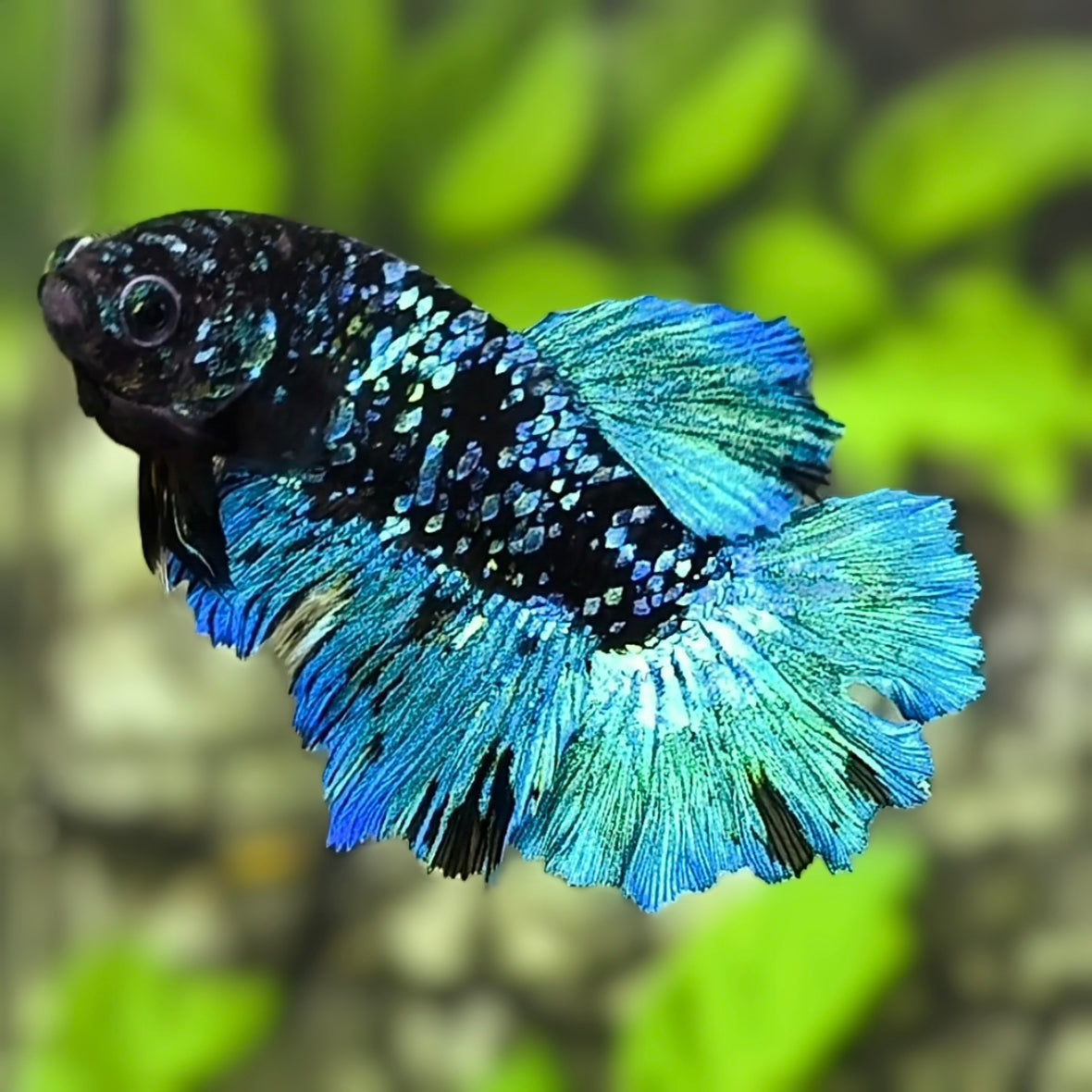 Avatar Blackstar Turquoise Rosetail Halfmoon Betta Fish Female For Sorority / Breed