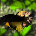 Avatar Gold Black Light Halfmoon Betta Fish Female For Sorority / Breed