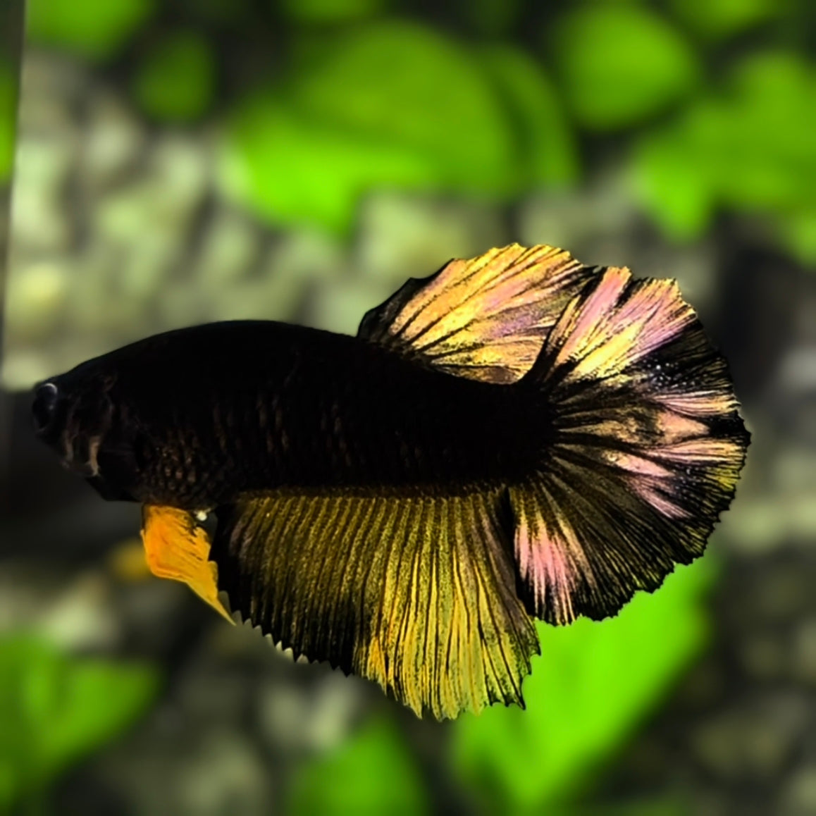 Avatar Gold Black Light Halfmoon Betta Fish Female For Sorority / Breed