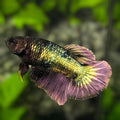 Copper Green Purple Halfmoon Betta Fish Female For Sorority / Breed