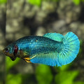 Turquoise Green HMPK Betta Fish Female For Sorority / Breed
