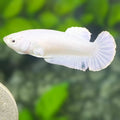 Solid Platinum White HMPK Betta Fish Female For Sorority / Breed