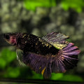 Avatar Black Panther Purple Halfmoon Betta Fish Female For Sorority / Breed