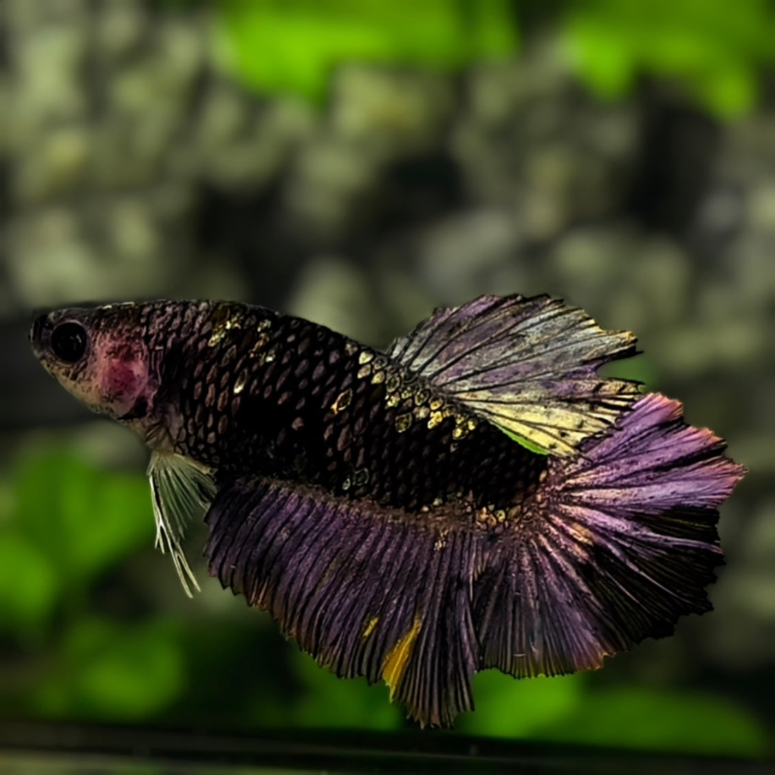 Avatar Black Panther Purple Halfmoon Betta Fish Female For Sorority / Breed