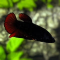 Red Black Devil HMPK Betta Fish Female For Sorority / Breed