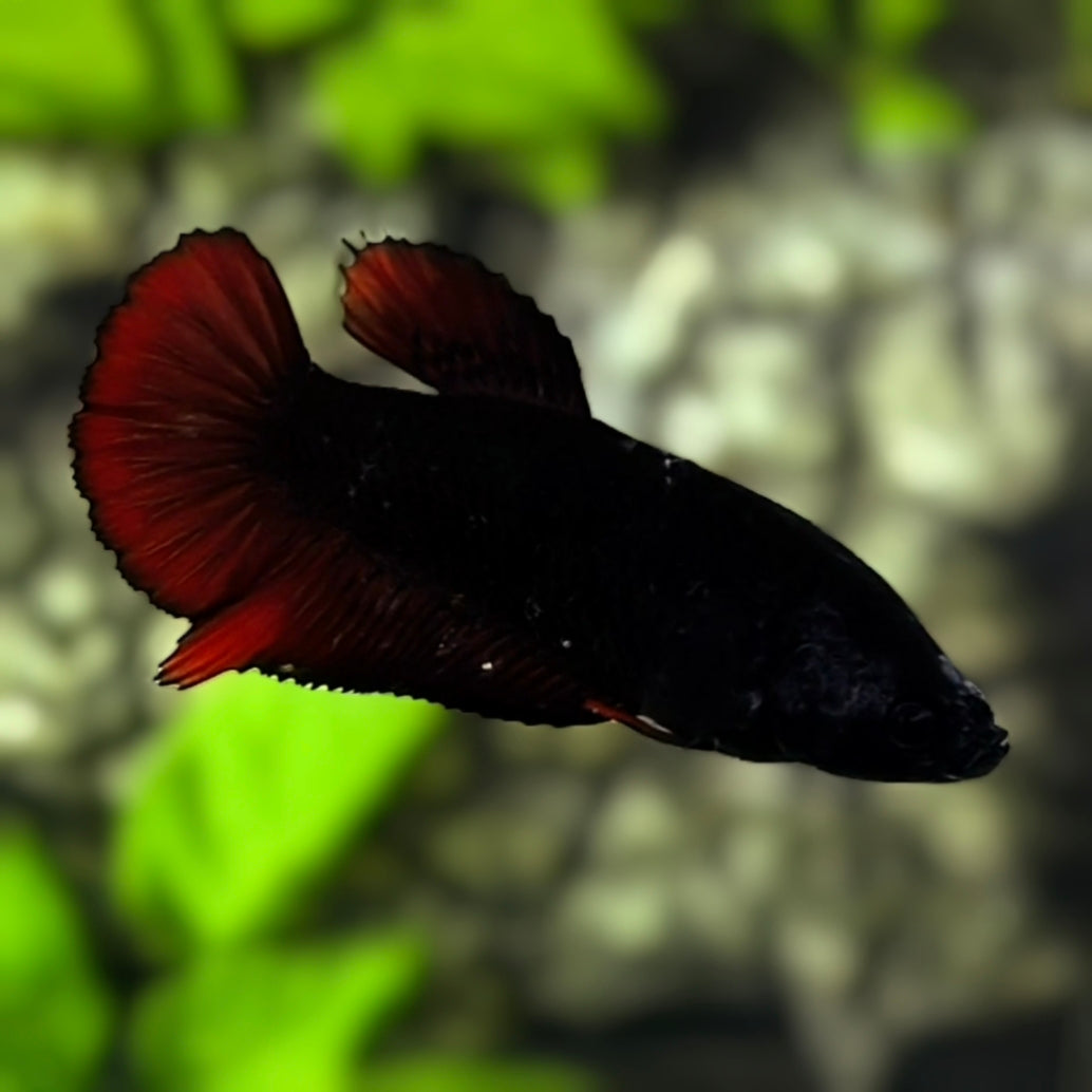 Red Black Devil HMPK Betta Fish Female For Sorority / Breed