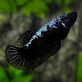 Black Blue Steel Samurai HMPK Betta Fish Female For Sorority / Breed