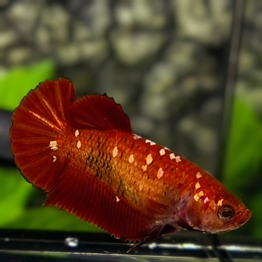 Red Gold Galaxy HMPK Betta Fish Female For Sorority / Breed