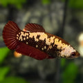 Red Samurai HMPK Betta Fish Female For Sorority / Breed