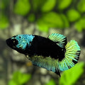 Green Black Light HMPK Betta Fish Female For Sorority / Breed