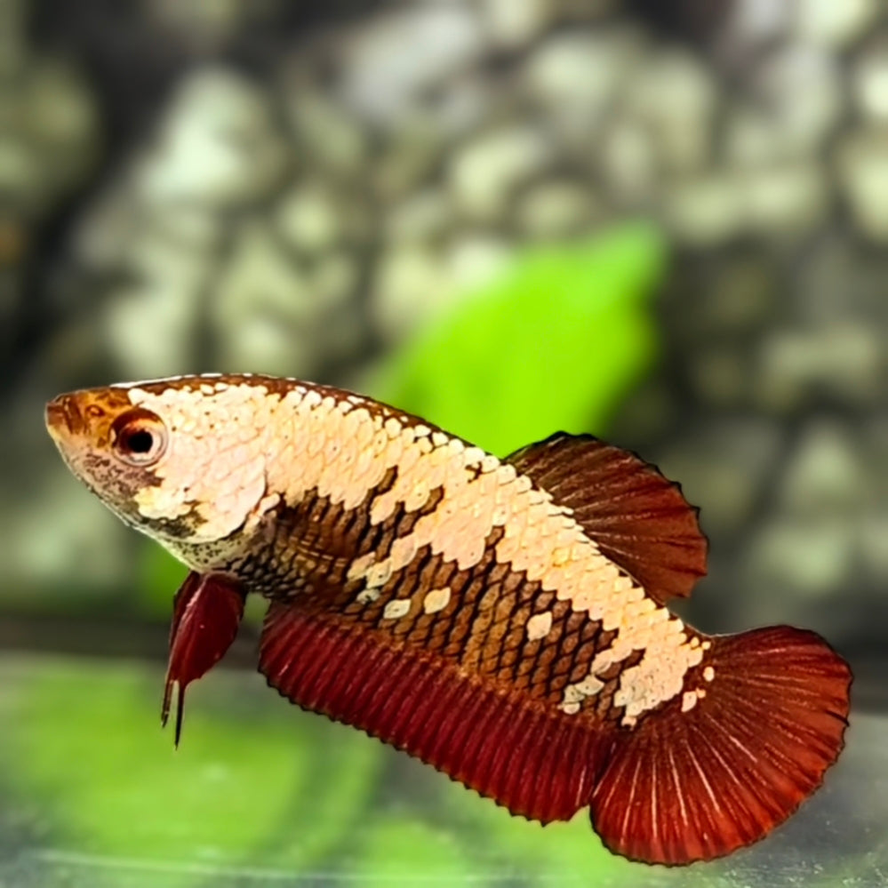 Red Samurai HMPK Betta Fish Female For Sorority / Breed