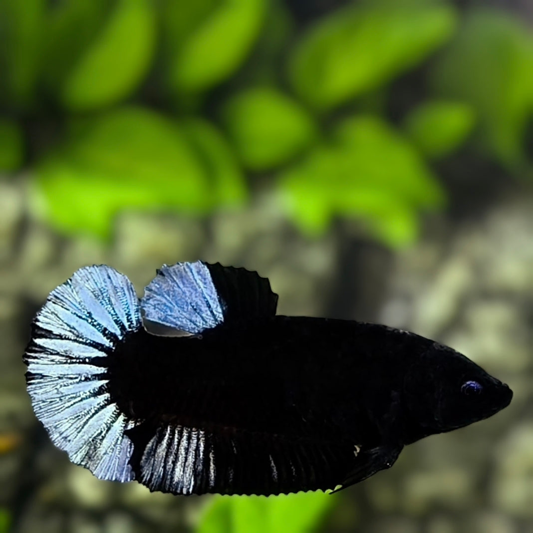 Blue Steel Black Light HMPK Betta Fish Female For Sorority / Breed