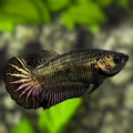 Black Copper HMPK Betta Fish Female For Sorority / Breed