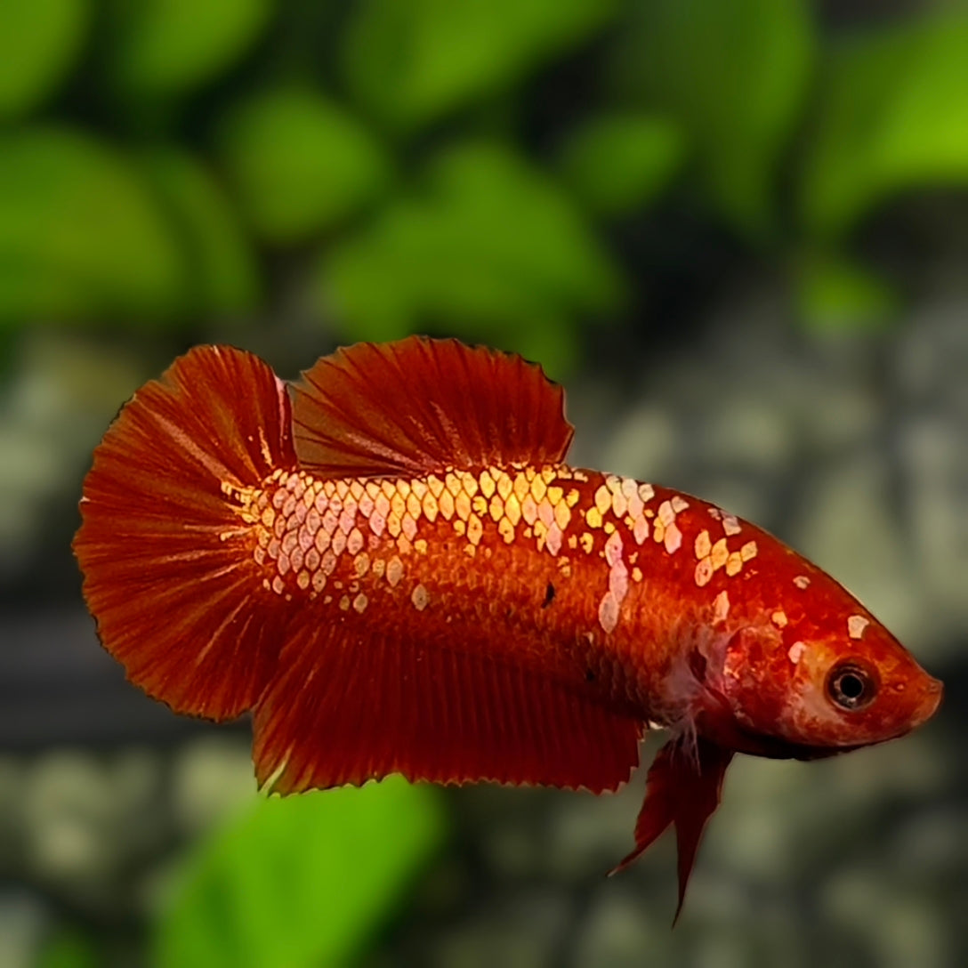 Red Gold Galaxy HMPK Betta Fish Female For Sorority / Breed
