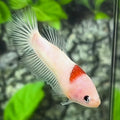 Tancho Koi Halfmoon Betta Fish Female For Sorority / Breed