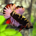 Avatar Black Panther Purple Red Gold HMPK Betta Fish Male