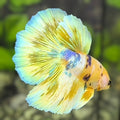 Yellow Gold Barongsai Galaxy Halfmoon Betta Fish Male