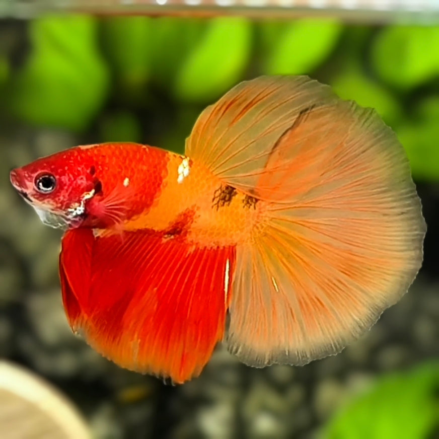 Nemo Koi Halfmoon Betta Fish Male