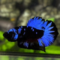 Avatar Blackstar Blue HMPK Betta Fish Male
