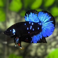 Avatar Blackstar Blue HMPK Betta Fish Male