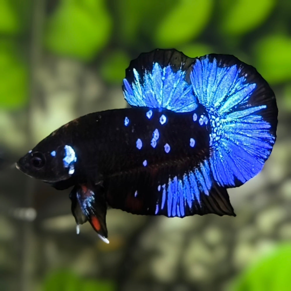 Avatar Blackstar Blue HMPK Betta Fish Male