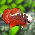 Red Samurai HMPK Betta Fish Male
