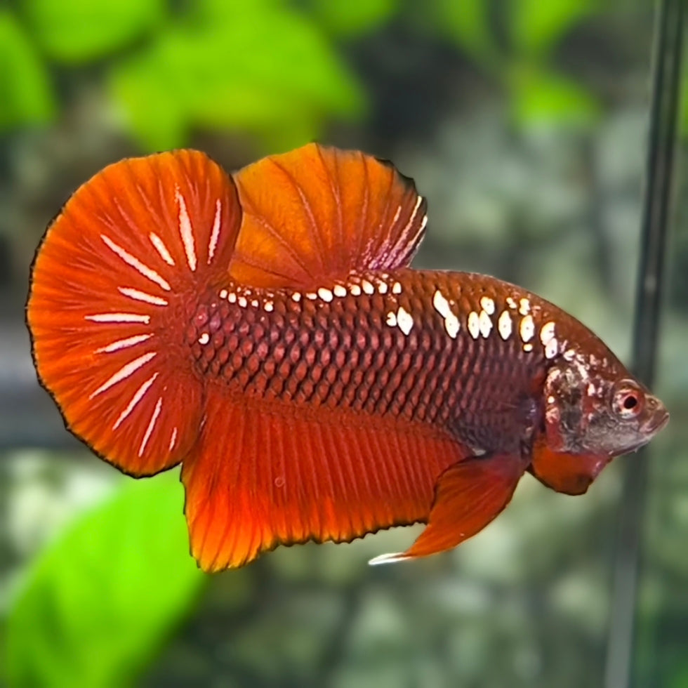 Red Mamba HMPK Betta Fish Male
