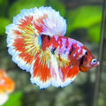 Red Barongsai Pink Galaxy Halfmoon Betta Fish Male