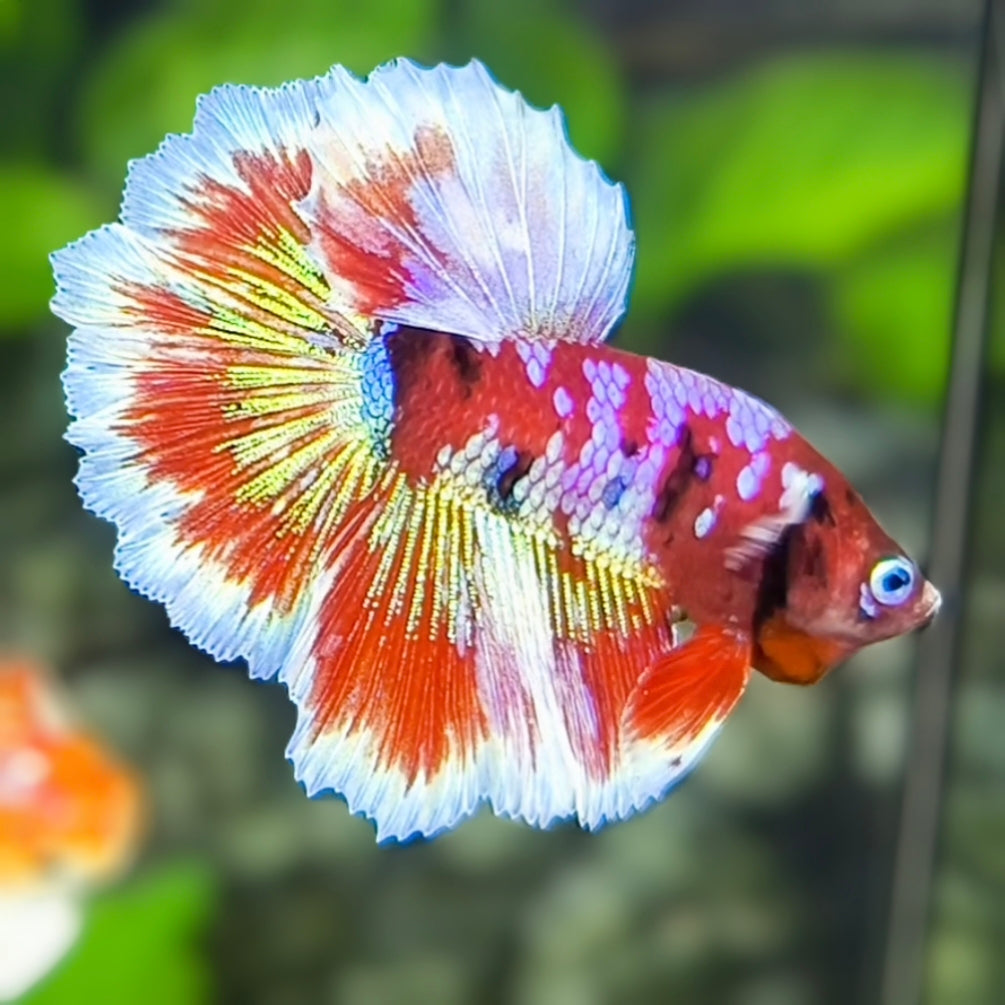 Red Barongsai Pink Galaxy Halfmoon Betta Fish Male