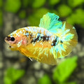 Shimmer Yellow Galaxy HMPK Betta Fish Male #YKG