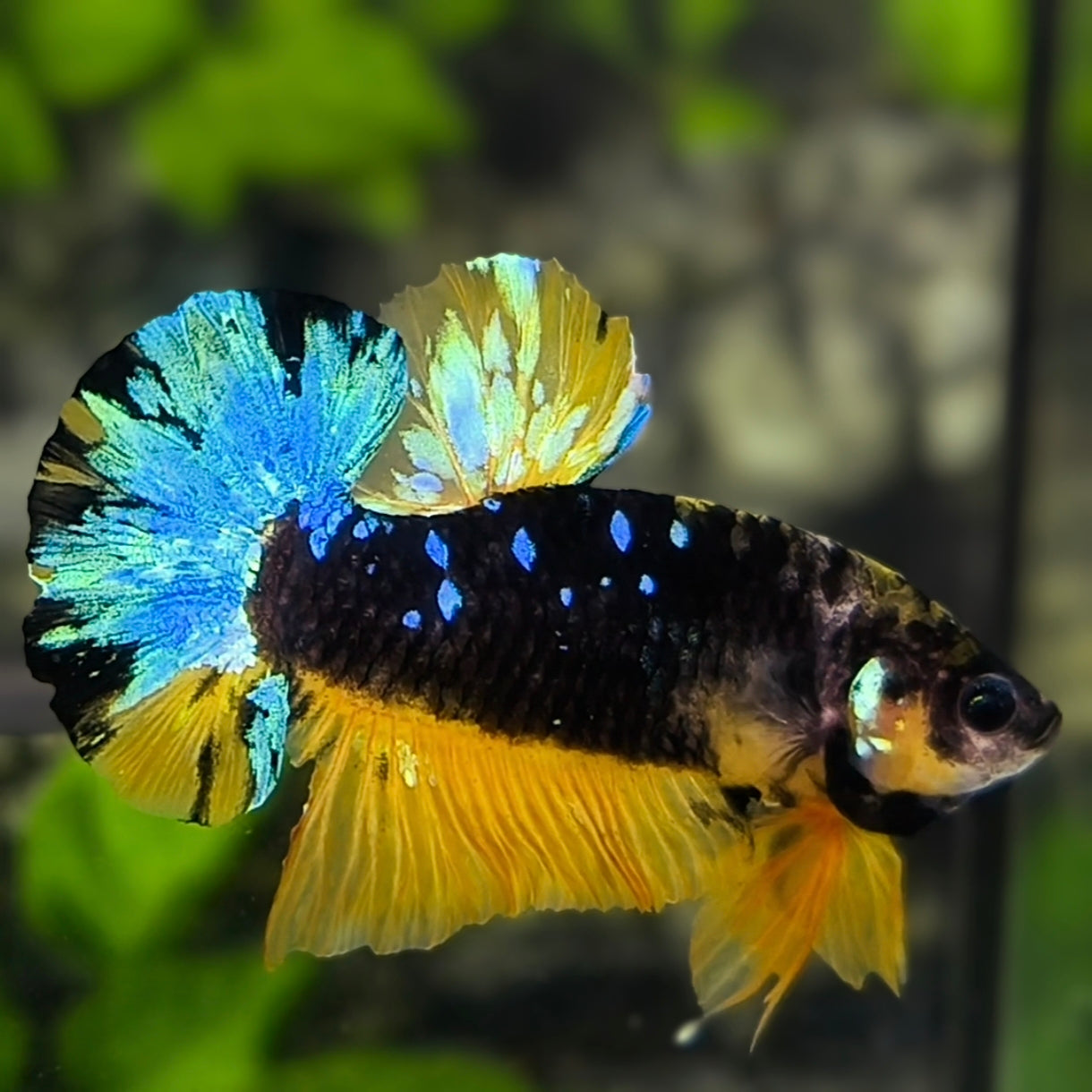 Avatar Blackstar Mustard Gass HMPK Betta Fish Male