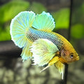 Shimmer Yellow Salamander Dumbo Ears HMPK Betta Fish Male