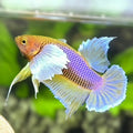 Yellow Purple Lavender Shark Fin Dumbo Ears HMPK Betta Fish Male