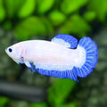 Blue Rim Butterfly HMPK Betta Fish Female For Sorority / Breed