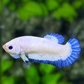 Blue Rim Butterfly HMPK Betta Fish Female For Sorority / Breed