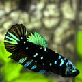Avatar Blackstar Green HMPK Betta Fish Female For Sorority / Breed