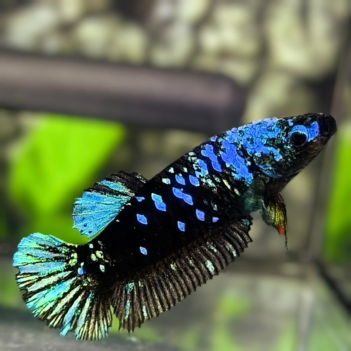 Avatar Blackstar Blue Turquoise HMPK Betta Fish Female For Sorority / Breed