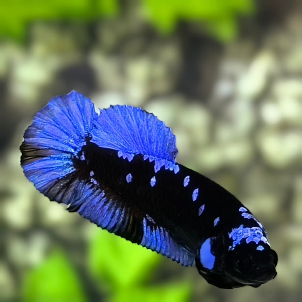 Avatar Blackstar Blue HMPK Betta Fish Female For Sorority / Breed