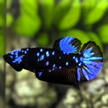 Avatar Blackstar Blue HMPK Betta Fish Female For Sorority / Breed