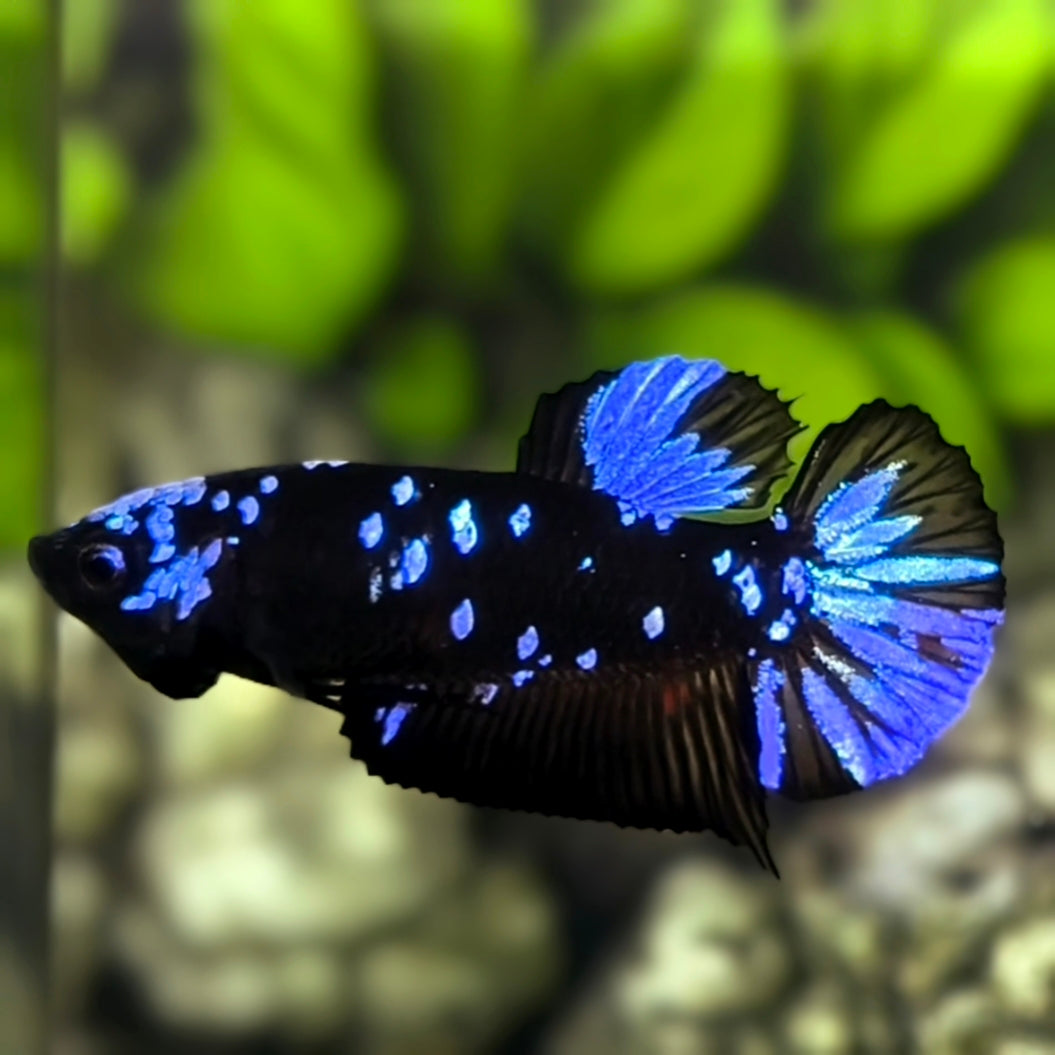 Avatar Blackstar Blue HMPK Betta Fish Female For Sorority / Breed