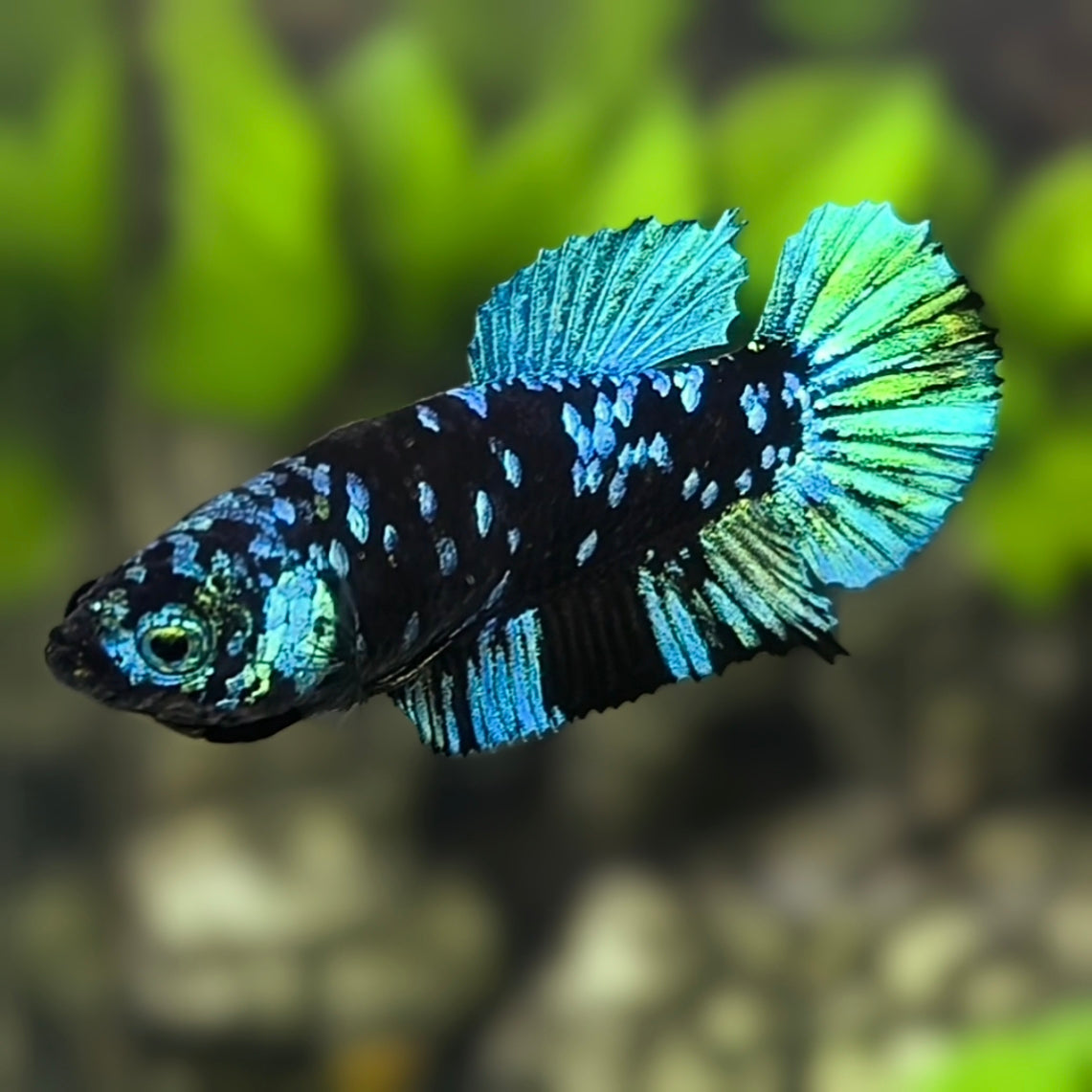 Avatar Blackstar Green Turquoise HMPK Betta Fish Female For Sorority / Breed