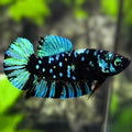 Avatar Blackstar Green Turquoise HMPK Betta Fish Female For Sorority / Breed